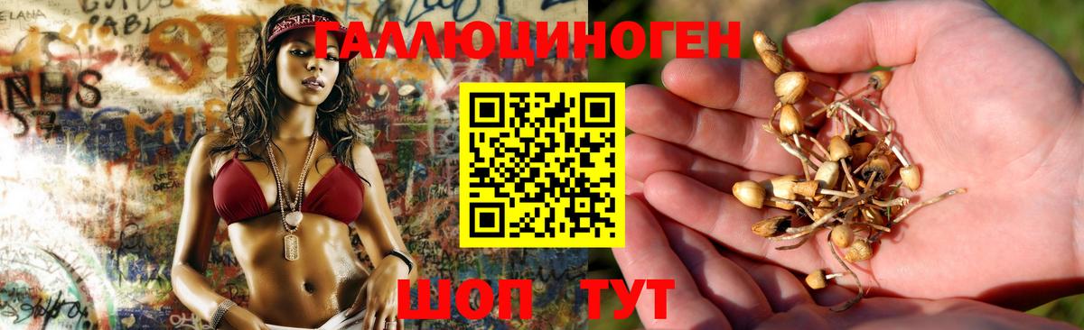 Приморско-Ахтарск  Галлюциногенные грибы Psilocybe  Вход с VPN 